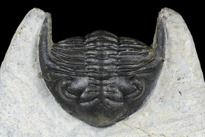 Bargain, Hollardops Trilobite - Visible Eye Facets #178824